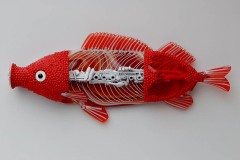 Redheaded Blowfish