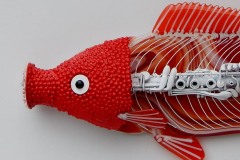 Redheaded Blowfish