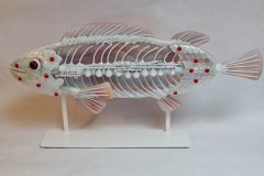 Red-Bump Flute Bone Off The Hook Red-Bump Flute Bone Off The Hook