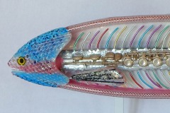 Rainbow Flaut Trout Rainbow Flaut Trout